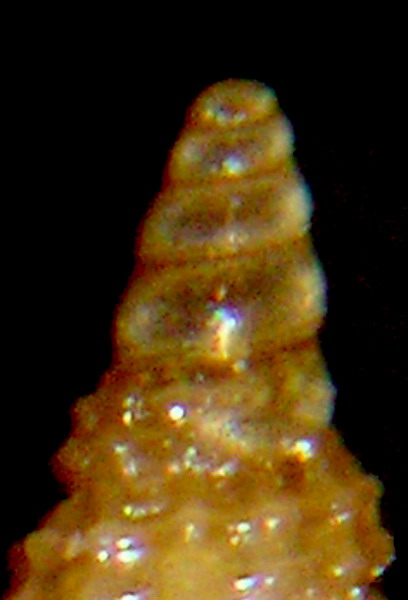 Cerithiopsis sp2